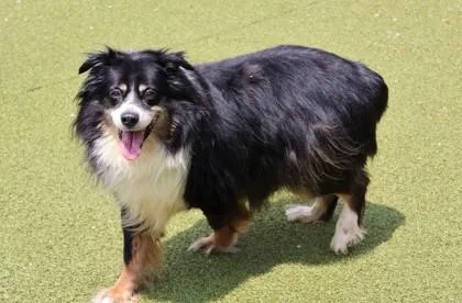 A senior large-sized male Mixed Breed dog named Maverick for adoption in Athens, GA