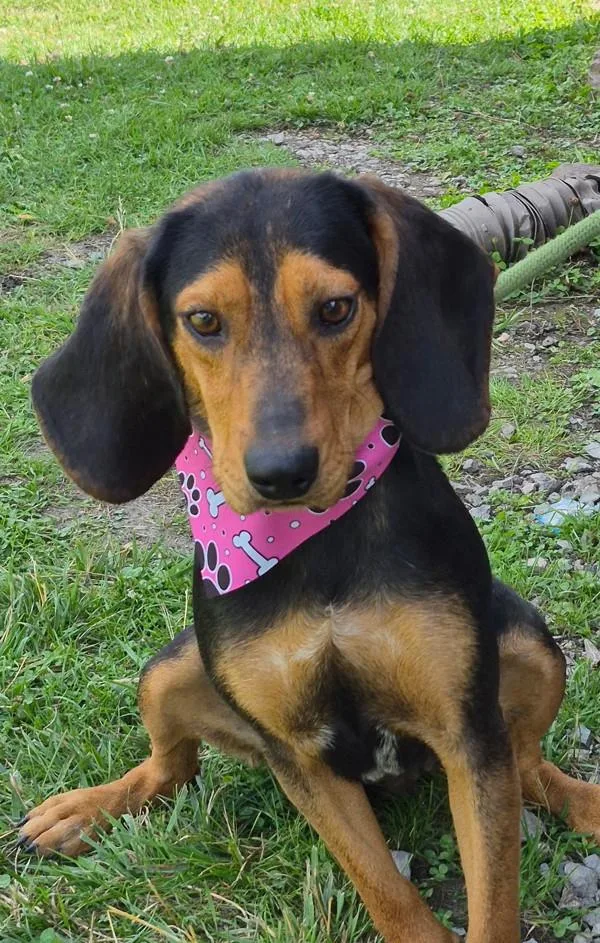 An adult medium-sized female Black and Tan Coonhound dog named Tia for adoption in Morristown, TN