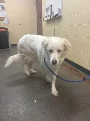An adult large-sized female Great Pyrenees dog named Mouse for adoption in Independence, MO