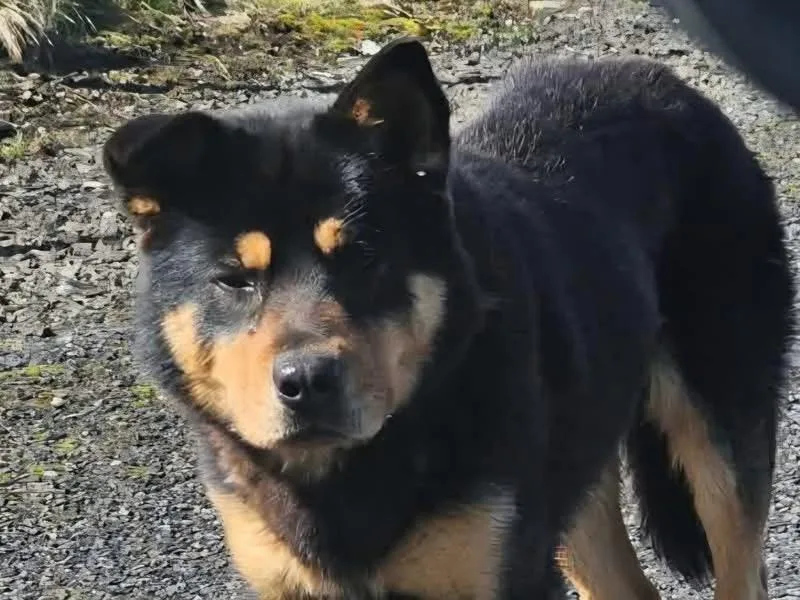 An adult medium-sized male Rottweiler dog named Norton for adoption in Oakville, WA