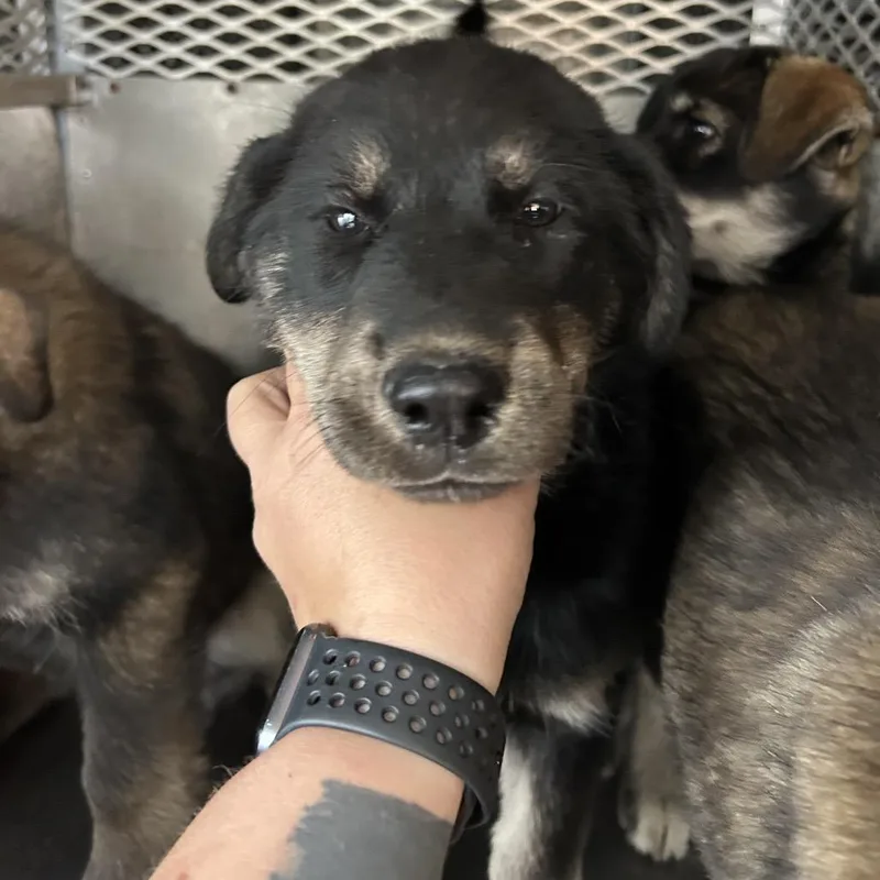 A baby small-sized male Black Husky dog named Buoy for adoption in Birmingham, AL