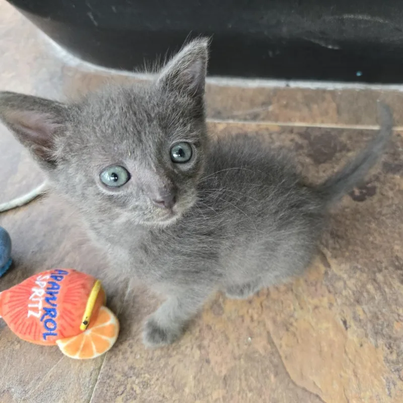 A baby small-sized male Black Domestic Short Hair cat named Mourice for adoption in San Antonio, TX