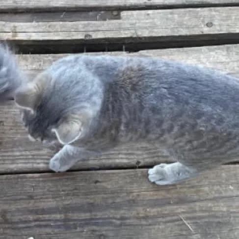 An adult medium-sized male American Shorthair cat named Jonah for adoption in mount vernon, AR