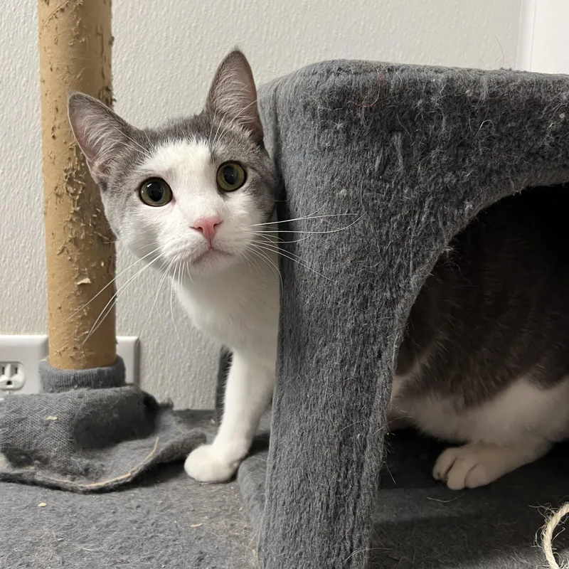 A baby medium-sized male Gray / Blue / Silver Domestic Short Hair cat named Tobias for adoption in Spencer, IA