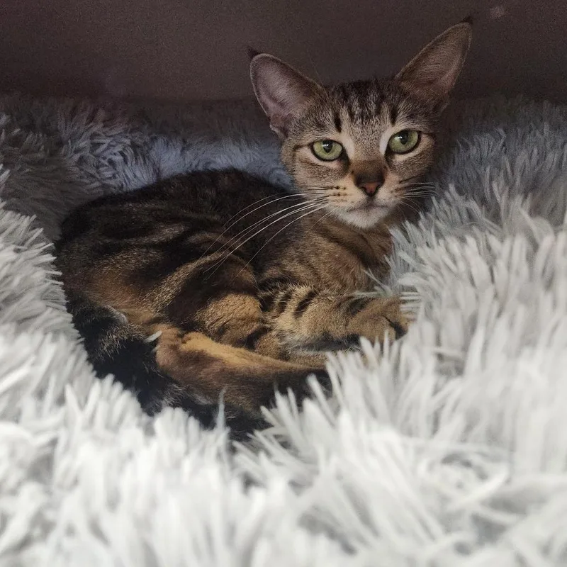 An adult medium-sized female Brown / Chocolate Domestic Short Hair cat named Rae for adoption in Naperville, IL