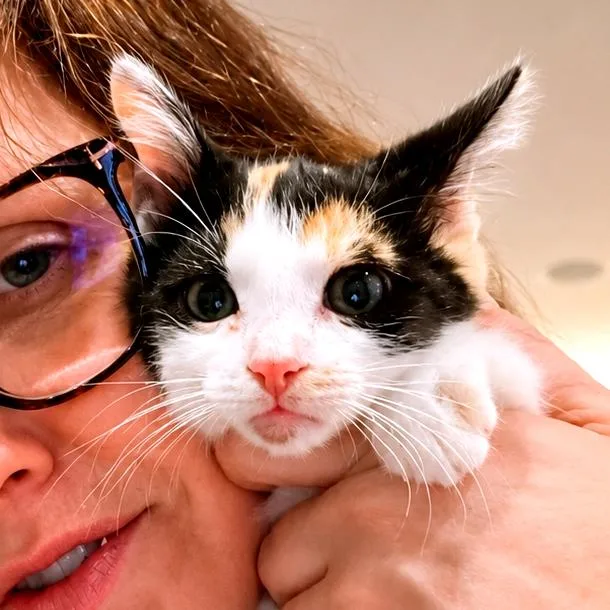 A baby medium-sized male Calico Domestic Short Hair cat named Paella for adoption in Houston, TX