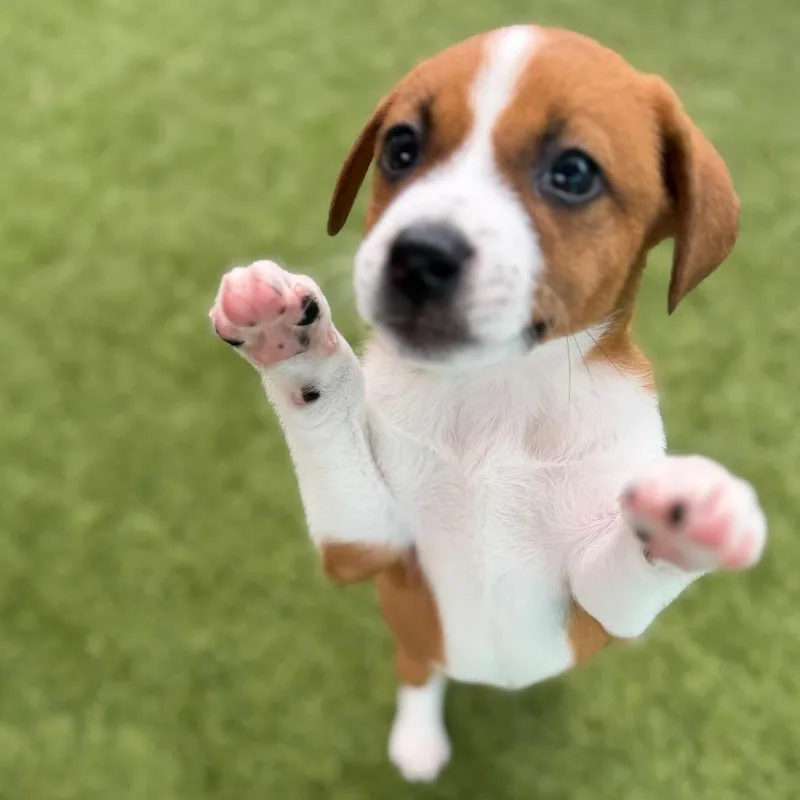 A baby medium-sized female White / Cream Mixed Breed dog named Cuspid for adoption in LOXAHATCHEE, FL