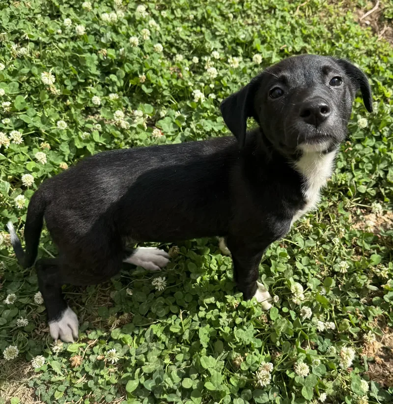 A baby medium-sized female Black Labrador Retriever dog named Stormy for adoption in Calera, AL