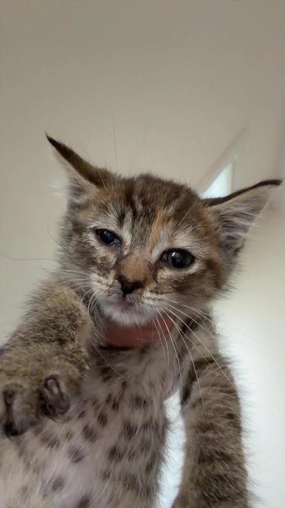 A baby large-sized female Domestic Short Hair cat named Midna for adoption in Augusta, GA