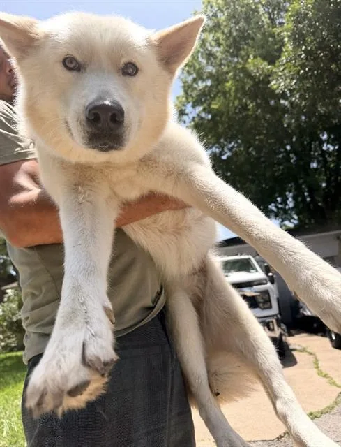 A young large-sized male Mixed Breed dog named Hunter for adoption in Dallas, TX