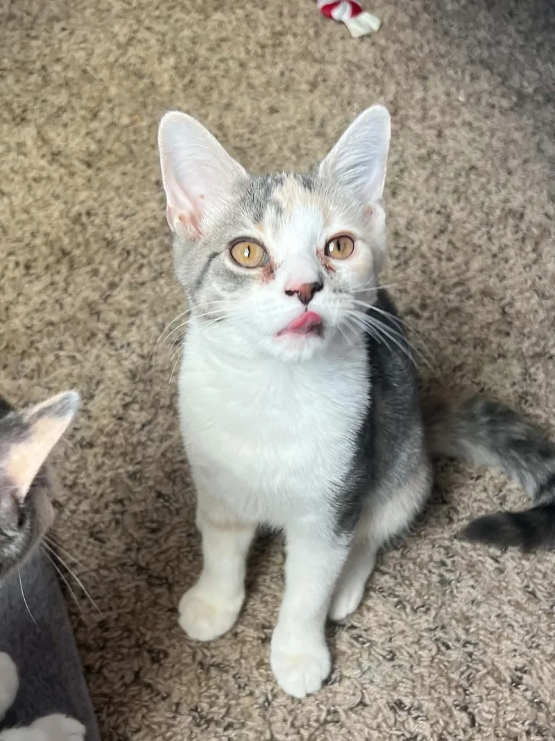 A baby medium-sized female Dilute Calico Domestic Short Hair cat named Kona for adoption in Richmond, KY