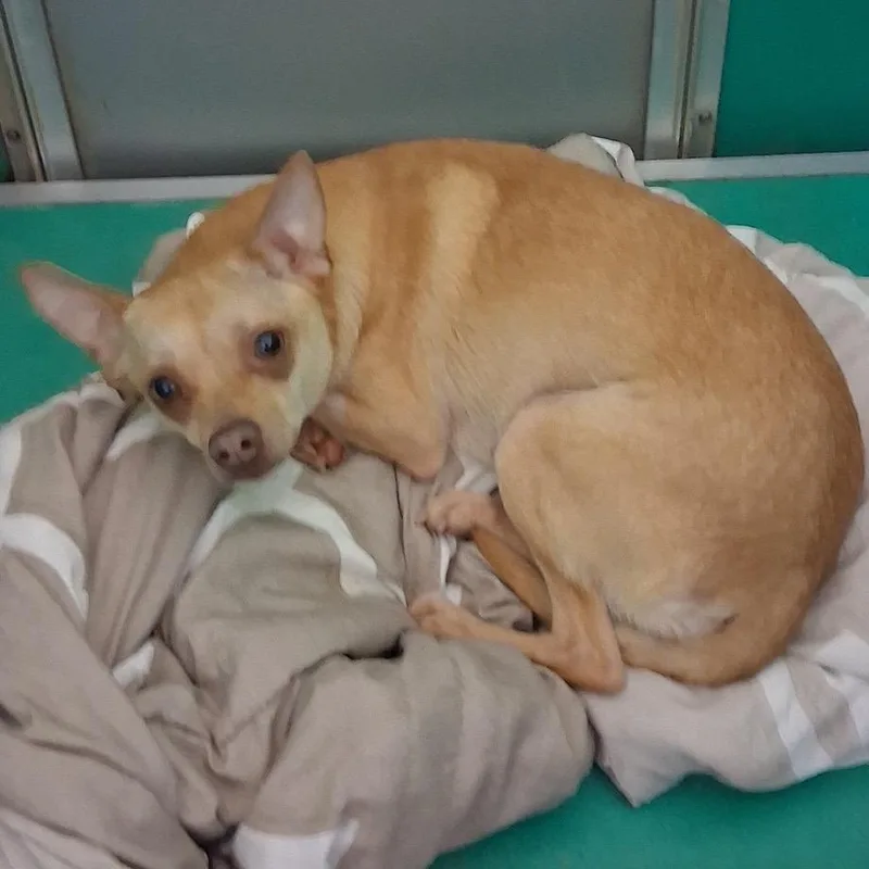 An adult small-sized female Golden Chihuahua dog named Pinky for adoption in Bend, OR