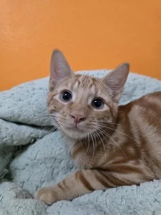 An adult small-sized male Domestic Short Hair cat named Zeni for adoption in North Miami Beach, FL