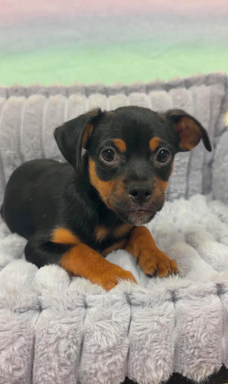 A baby small-sized male Chihuahua dog named Bean for adoption in Valparaiso, IN