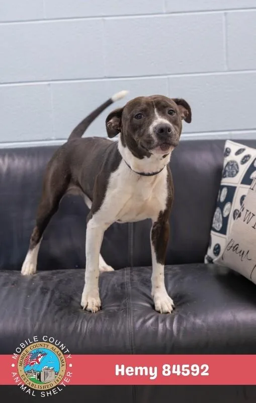 An adult medium-sized male Black Mixed Breed dog named Hemy for adoption in Mobile, AL