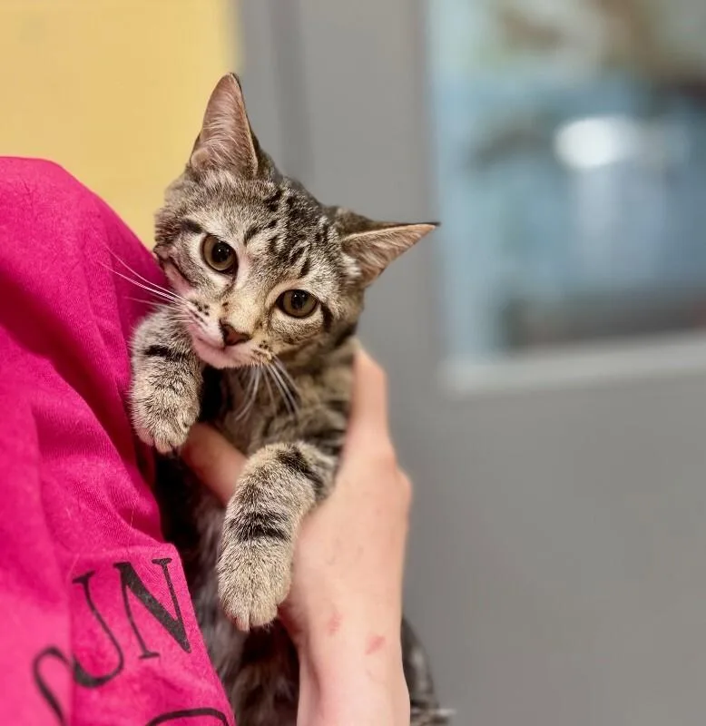 A baby medium-sized female Brown / Chocolate Domestic Short Hair cat named Wyndham for adoption in Dayton, OH
