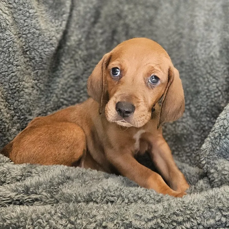 Rebecca Pup  Orsino