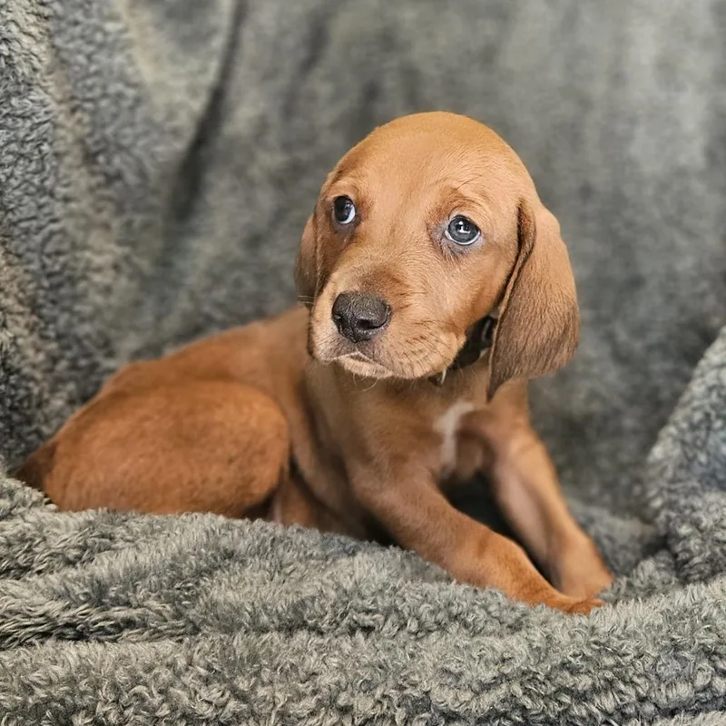 Rebecca Pup  Orsino thumbnail 5