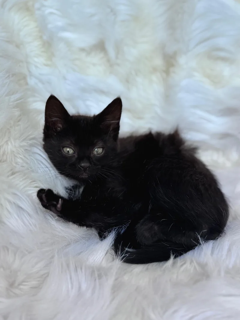 A baby small-sized male Domestic Short Hair cat named Allegra for adoption in Davidson, NC