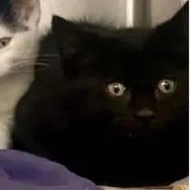 A baby small-sized male Black Domestic Short Hair cat named Ming for adoption in Wheeling, IL