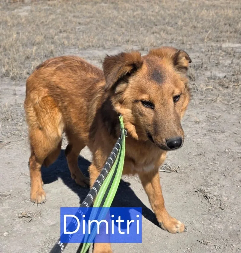 Dimitri