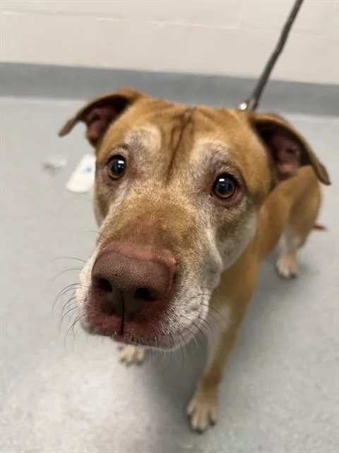 An adult medium-sized male Pit Bull Terrier dog named Melo for adoption in Indianapolis, IN