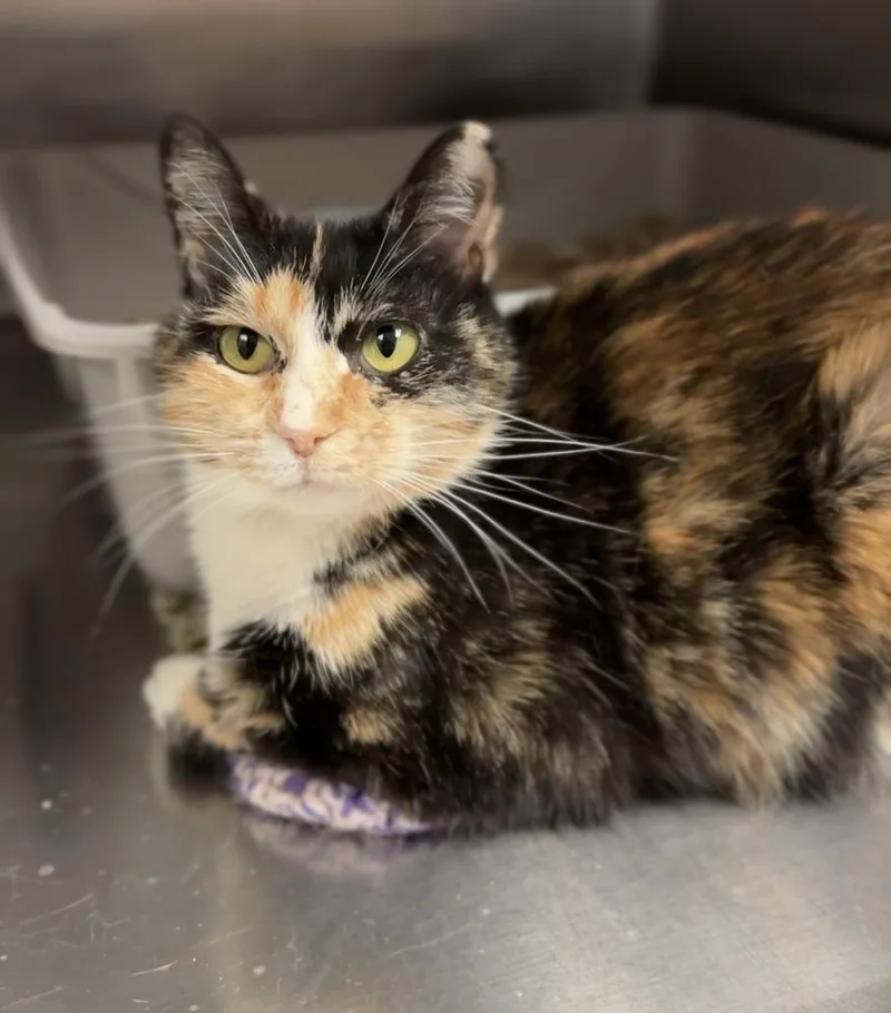 A senior small-sized female Domestic Short Hair cat named Ada for adoption in Bemidji, MN