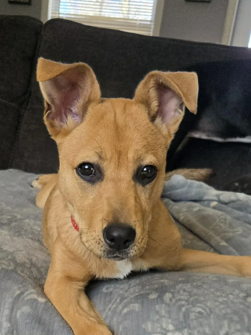 A baby medium-sized female Mixed Breed dog named Martha for adoption in Holbrook, NY