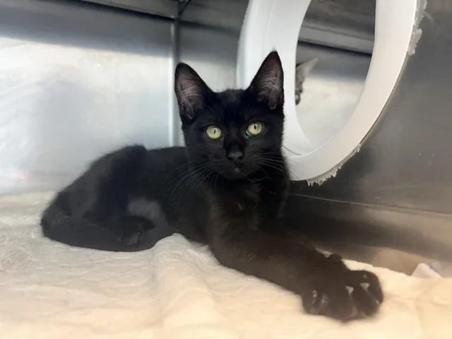 A baby small-sized female Domestic Short Hair cat named Abigail Adams for adoption in Antioch, CA
