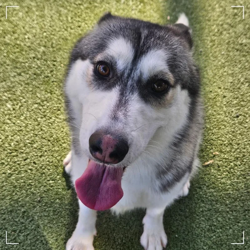 An adult medium-sized female Black Siberian Husky dog named Stacie for adoption in Upland, CA