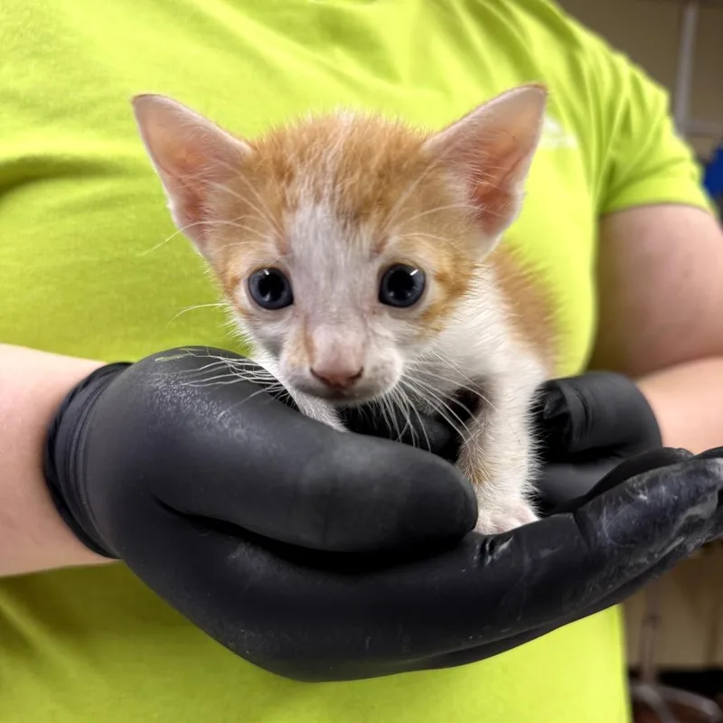 A baby small-sized male Orange / Red Domestic Short Hair cat named Meowth for adoption in Pauls Valley, OK
