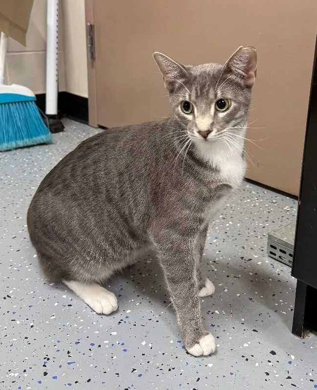 A young large-sized male Domestic Short Hair cat named Thor for adoption in Yankton, SD