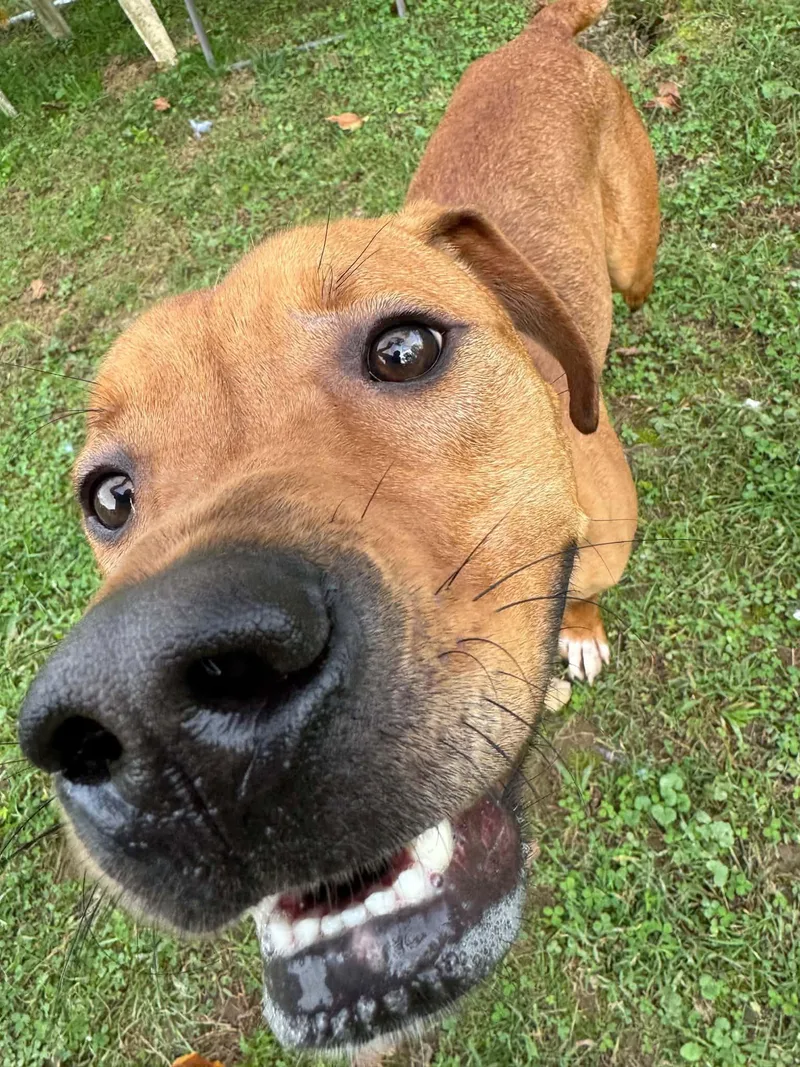 An adult large-sized male Labrador Retriever dog named Frankie for adoption in Greensburg, PA