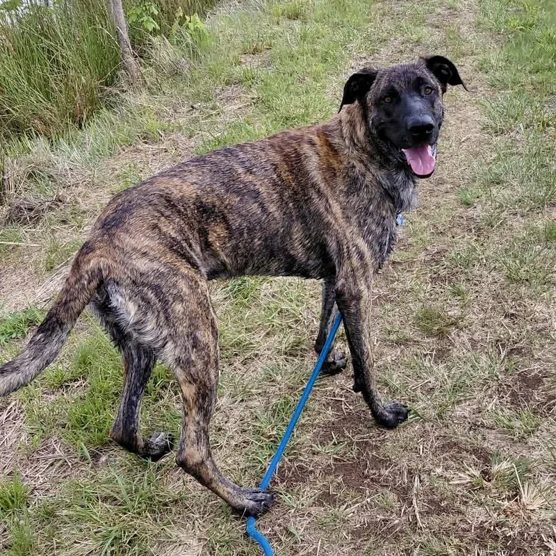 Maverick thumbnail 2