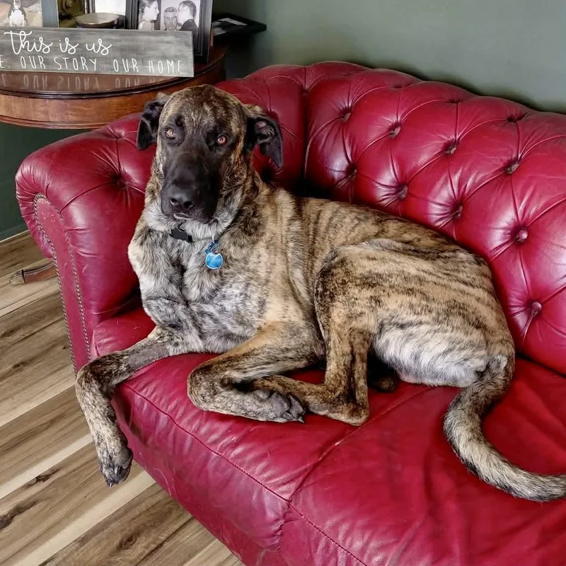 Maverick thumbnail 4