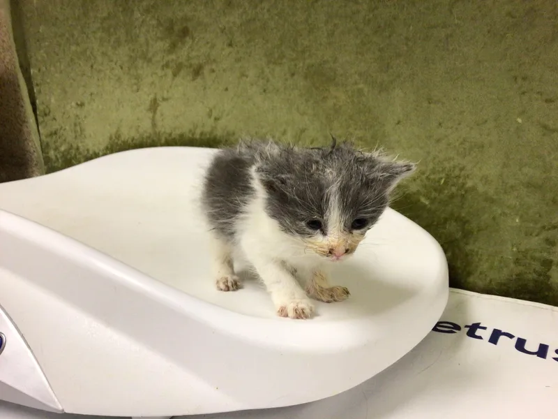 A baby small-sized male Domestic Short Hair cat named Mighty for adoption in Riverside, CA