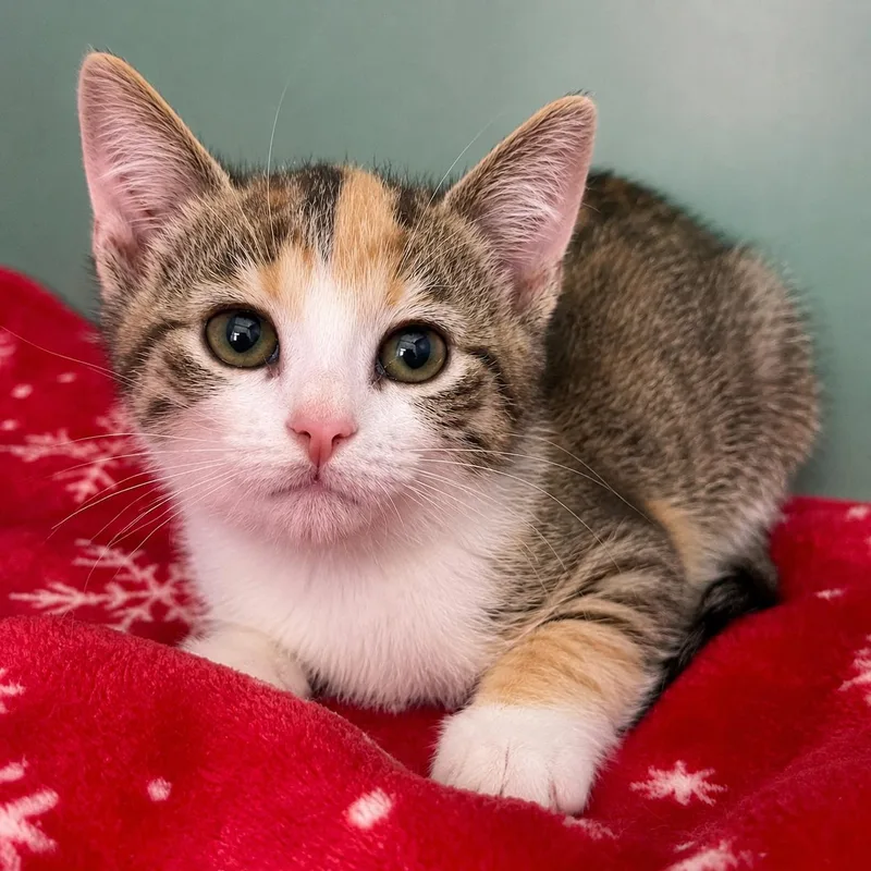 A baby medium-sized female Calico Domestic Short Hair cat named Swan for adoption in Pontiac, MI