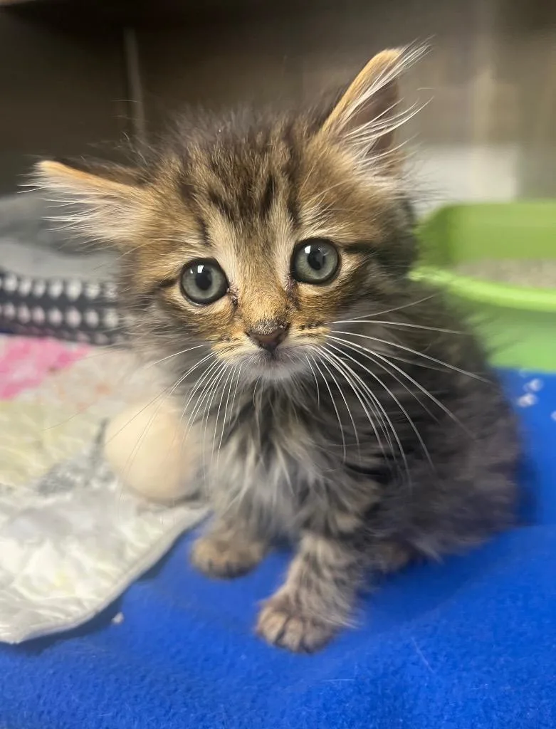 A baby medium-sized female Domestic Long Hair cat named Whoppie for adoption in Greeneville, TN