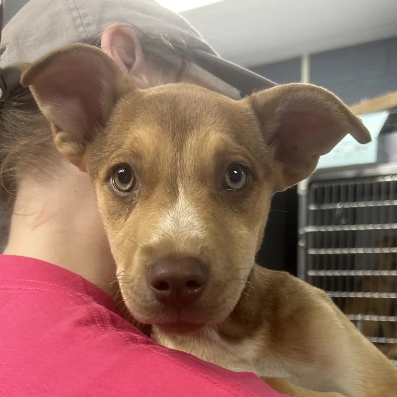 A baby small-sized female Brown / Chocolate Mixed Breed dog named Bam Bam for adoption in St Joseph, MO