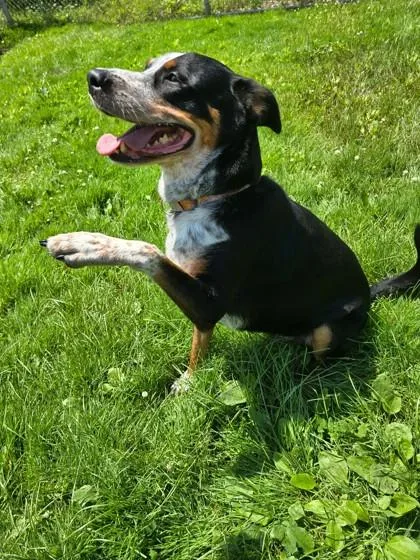 An adult medium-sized female Black Australian Cattle Dog / Blue Heeler dog named Riley for adoption in Harbor Springs, MI