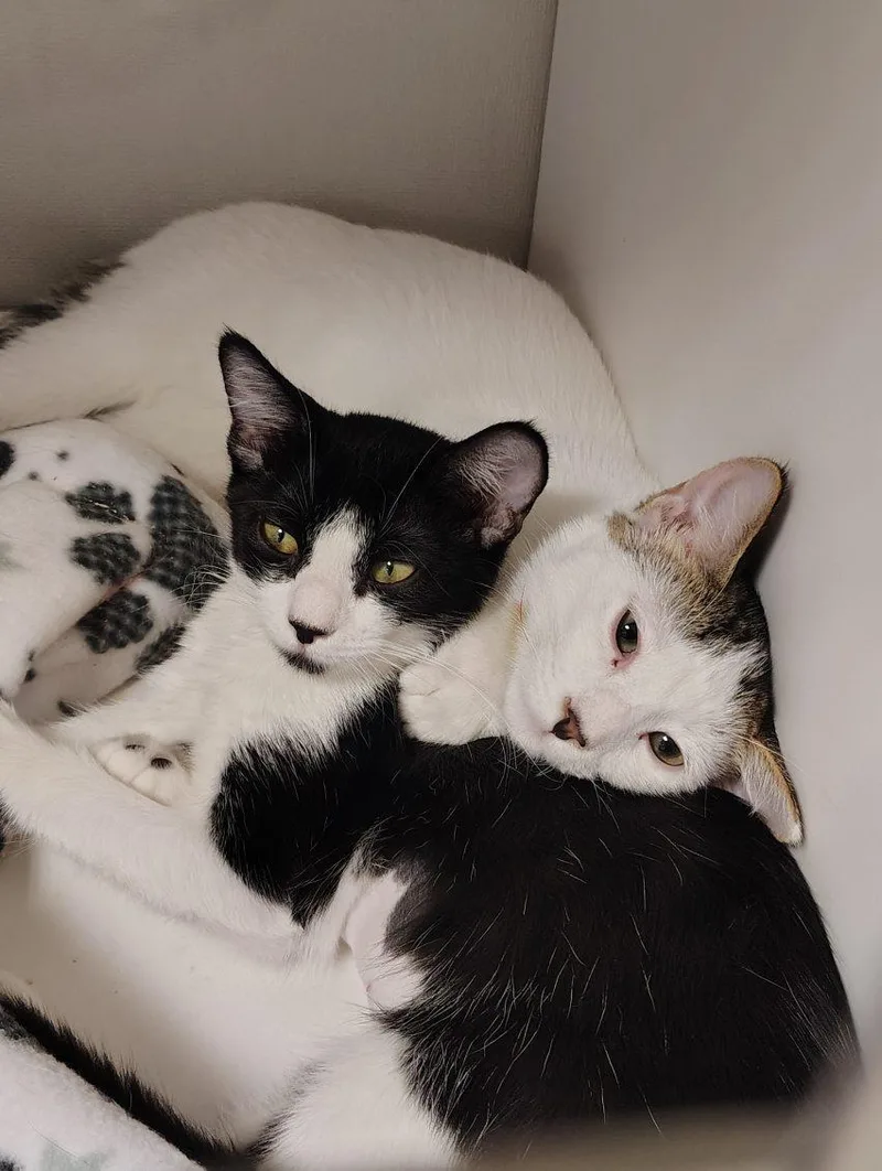 A baby medium-sized male Domestic Long Hair cat named Monroe for adoption in Lincoln, CA
