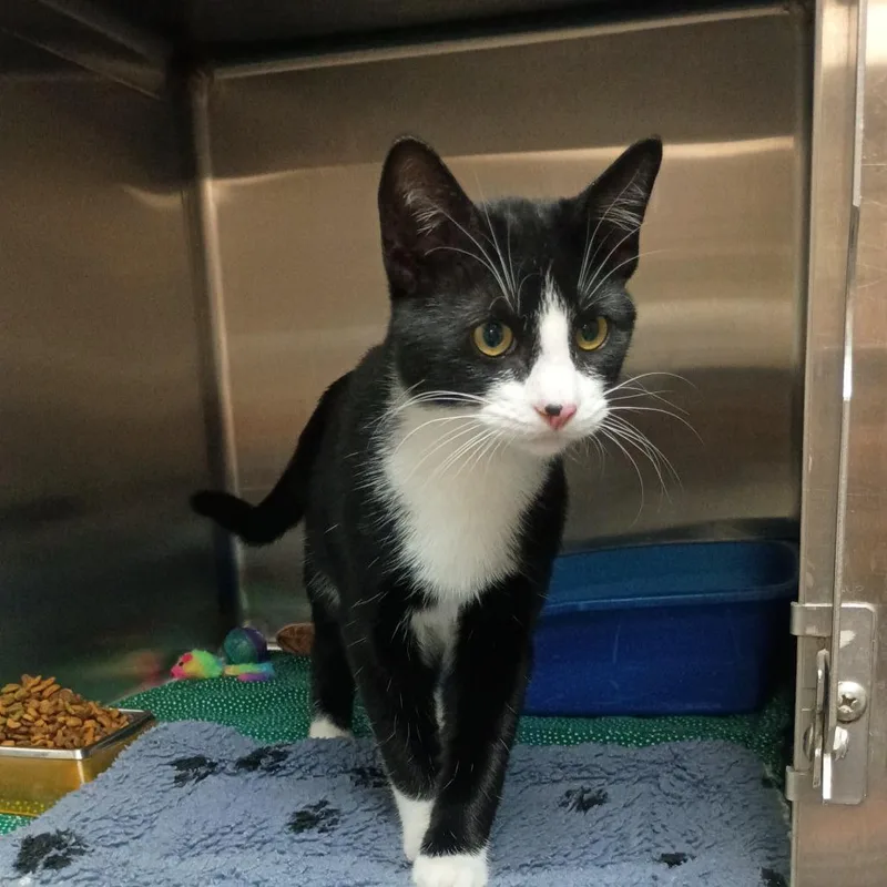 A young small-sized male Black Domestic Short Hair cat named Dobby K for adoption in Corsicana, TX