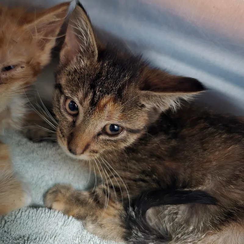 A baby small-sized female Black Domestic Short Hair cat named Pineapple for adoption in Naples, FL