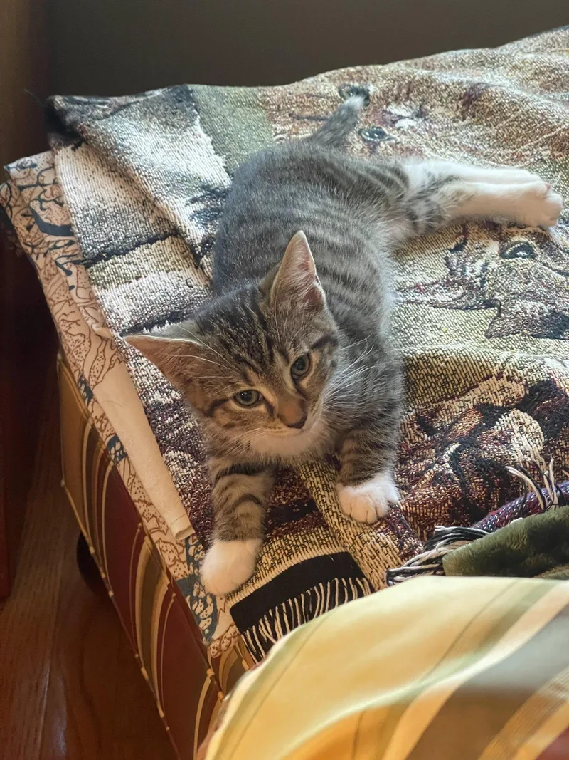 A baby medium-sized male Domestic Short Hair cat named Puss n Boots for adoption in Herndon, VA
