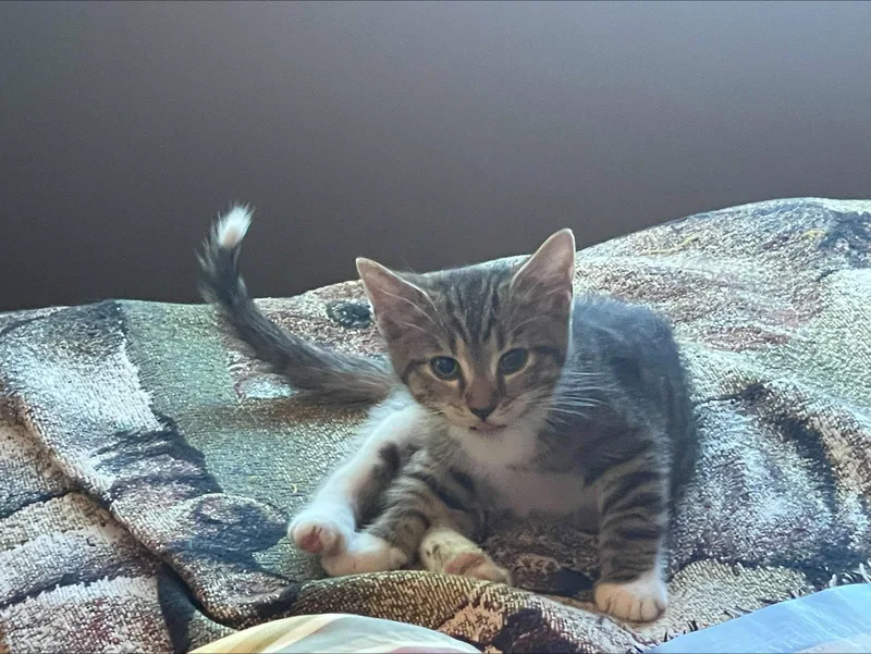 Puss n Boots thumbnail 2
