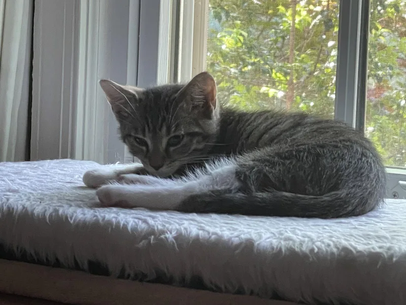 Puss n Boots thumbnail 3