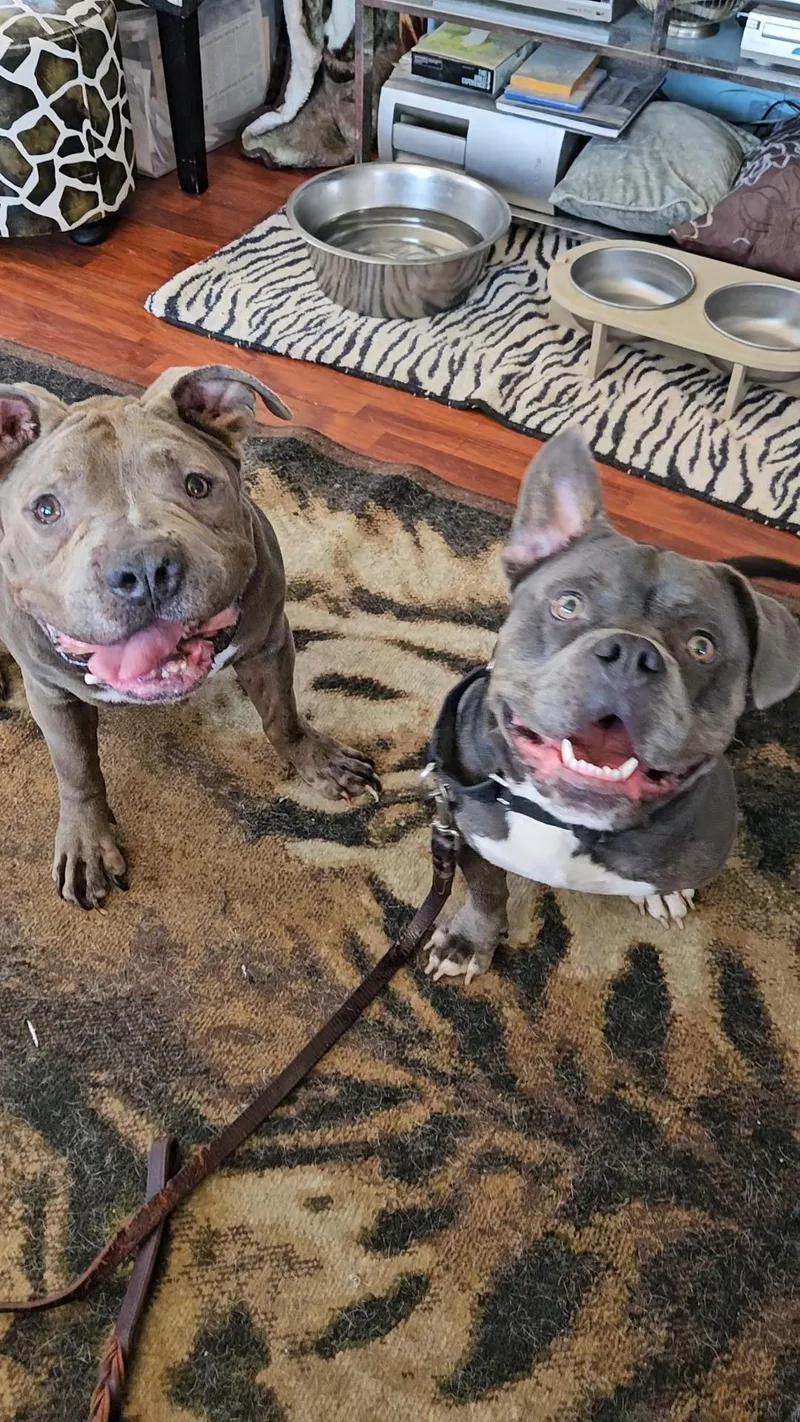 Tinytomboy thumbnail 3