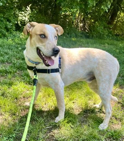 A young large-sized male Brown / Chocolate Australian Cattle Dog / Blue Heeler dog named Blue for adoption in Annapolis, MD
