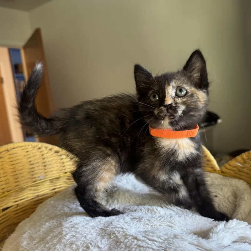 A baby medium-sized female Tortoiseshell cat named Tide Pool Litter for adoption in Los Osos, CA