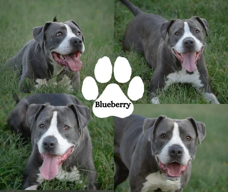 Blueberry